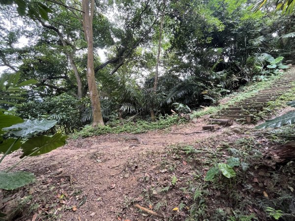 [微笑山線_第三段] 2025_0720 鳶山山系_鳶尾山2843649