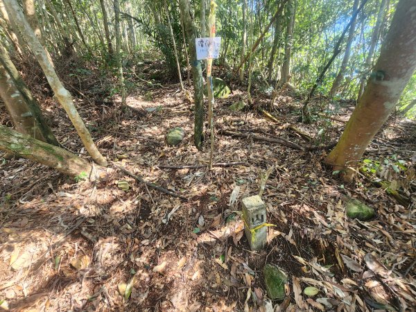 20250216水社大山潭南線2746140