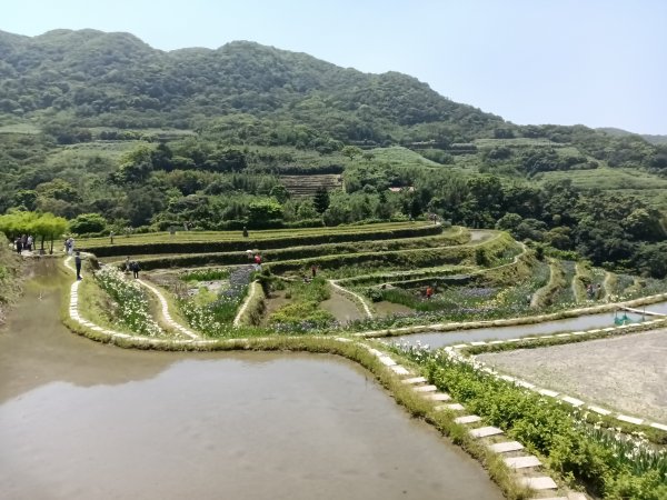 石門區嵩山百年水梯田鳶尾花祭+阡陌步道2763534