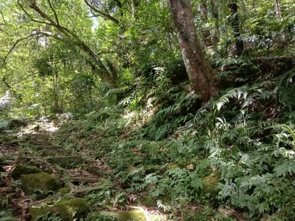 坪林區大舌湖漁光國小通學古道(保甲路古道)去回+大舌湖2844946