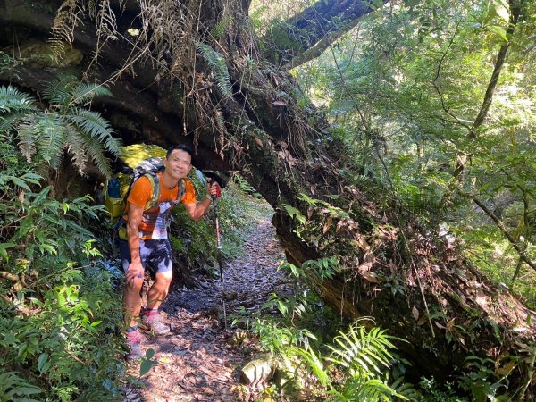 雙龍林道-巒安堂-西巒大山【一切都很美好 除了肩膀之外】2567818