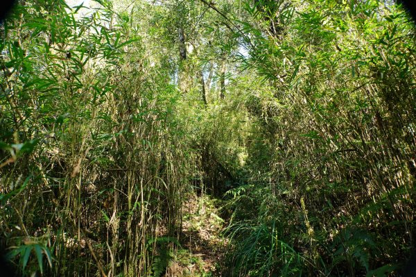 新北 烏來 波露山3000688