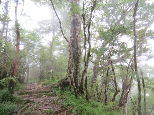 《宜蘭》雨霧山毛櫸｜台灣山毛櫸國家步道2017051411963