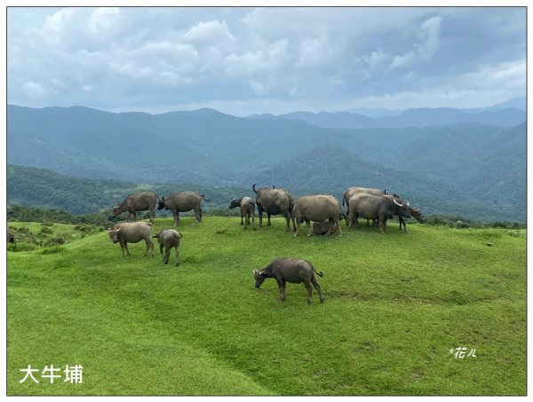 灣坑頭山(小百岳)內寮線、大溪線、草嶺線連走2529367