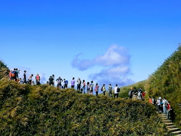 抹茶山封面