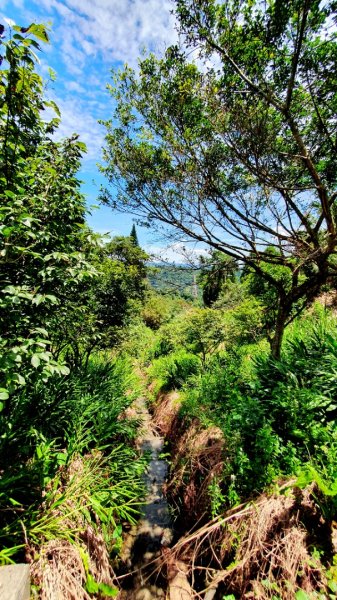 紫微聖母環山步道，五尖山，原住民族生態公園，大平紅橋，三坑自然生態公園1746428