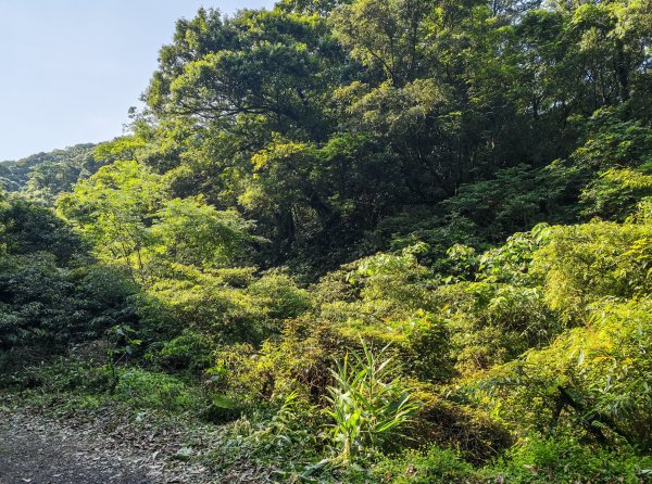 [淡蘭古道] 2026_0502 北路第一段_燦光寮古道3047541
