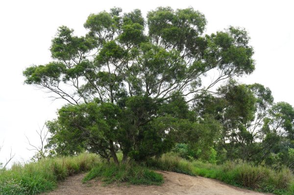臺中 龍井 竹坑山2767045