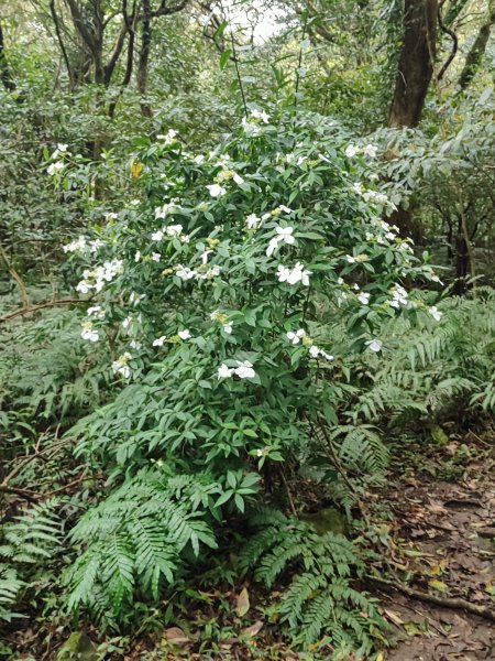 2026臺北大縱走第一段&第二段3011301