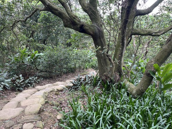 [微笑山線_第一段] 2025_0720 大棟山系_大棟山2843607