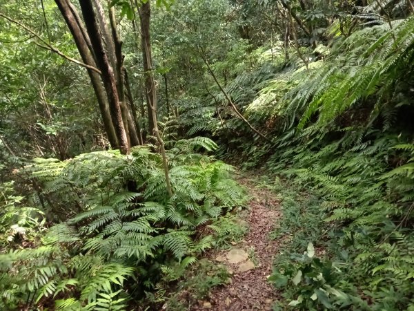 汐止區夢湖保線路+單車夢湖路O型2894096