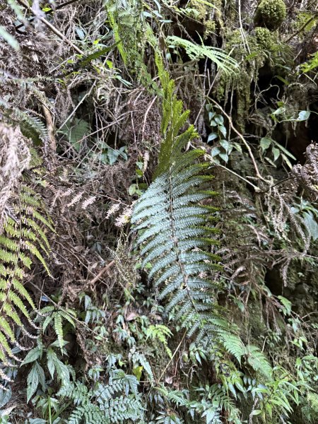 1141122特富野古道2995422