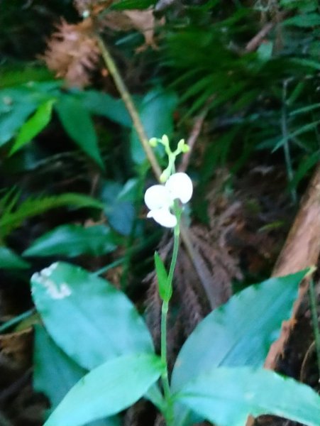 馬武督山，蓮包山，鴛鴦谷瀑布連走671670