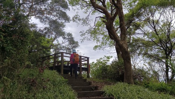(姨婆趴趴走)第五十集:新北樹林大同山、青龍嶺、大棟山諸峰連走2751571