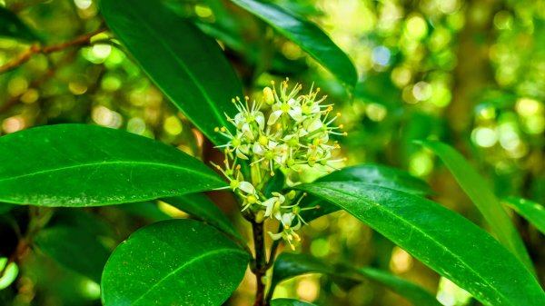 鹿兒島開聞岳,龍宮神社3027942