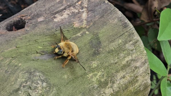 台中大坑頭嵙山（大冠鷲／木蜂／五色鳥／血藤花／鳳凰花）2756683