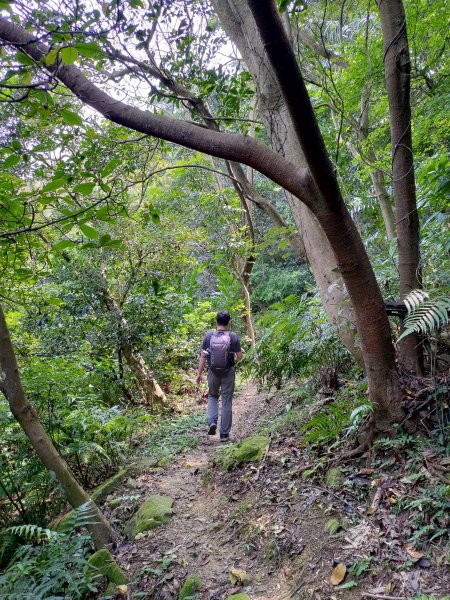 大棟山縱走(鶯歌上山佳下)1319289