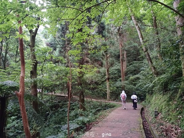【桃園復興】台灣百大必訪步道。 東眼山森林遊樂區-東眼山自導式步道2835956