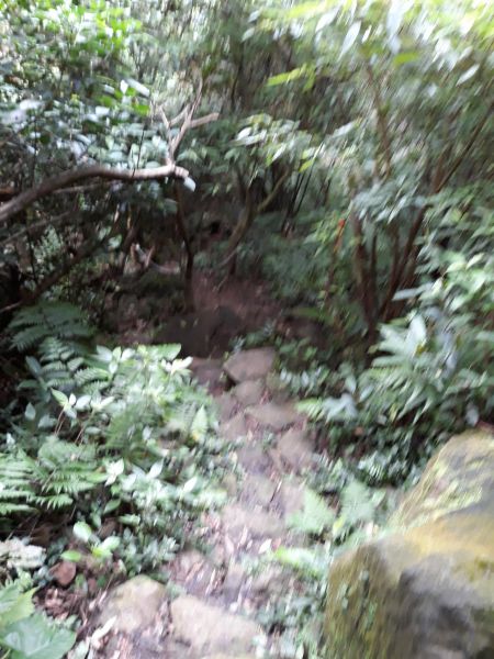 天母水管路步道(天母古道)及下竹林步道412327