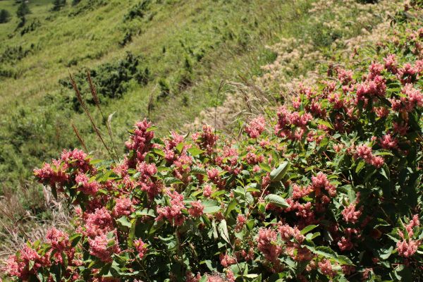 合歡尖山步道176124