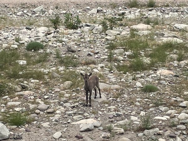 多彩塞北阿拉善.騰格里沙漠六湖穿越2920108