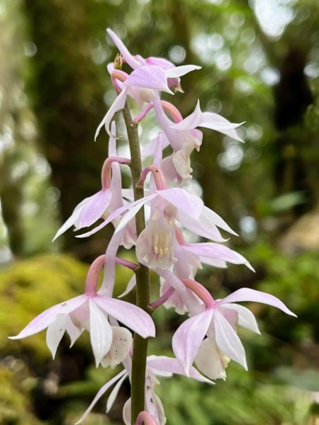 山車廣山.福巴越嶺O-神木群-水晶蘭-根結蘭2756257