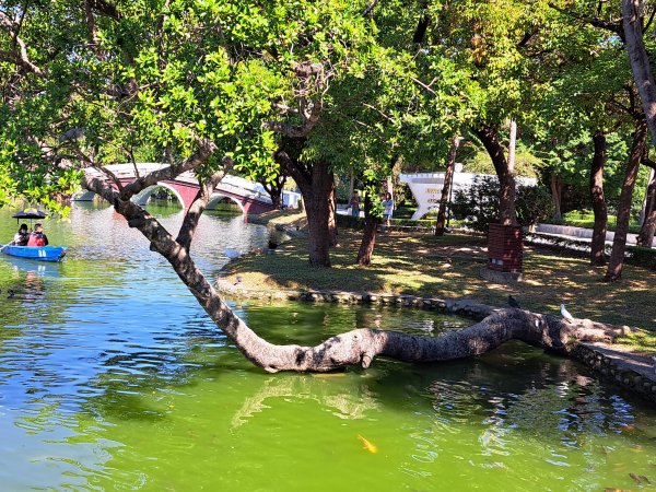 砲台山---台中公園散步去2338933