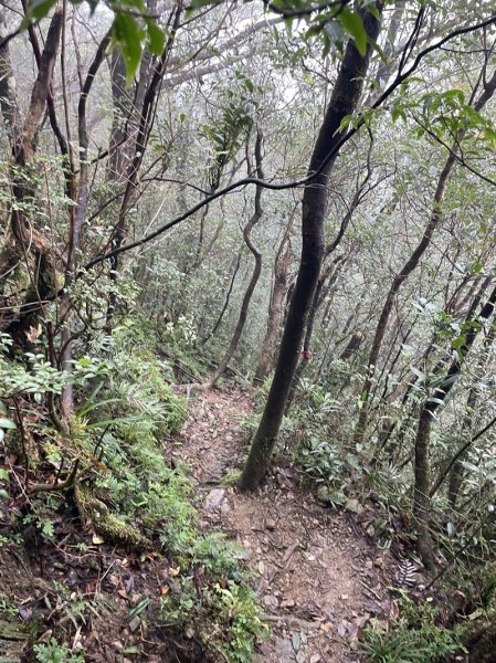 卡保逐鹿山毛欅2935510