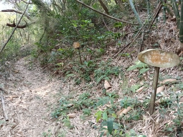 竹東鎮柯子湖山福隆步道稜線路+腰繞路P字走3013366