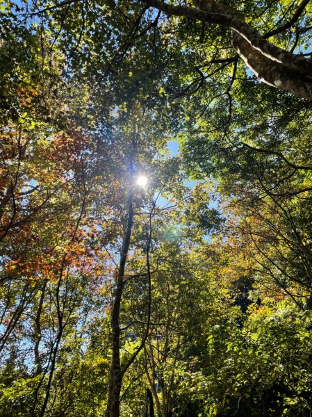 馬那邦山賞楓趣1549551