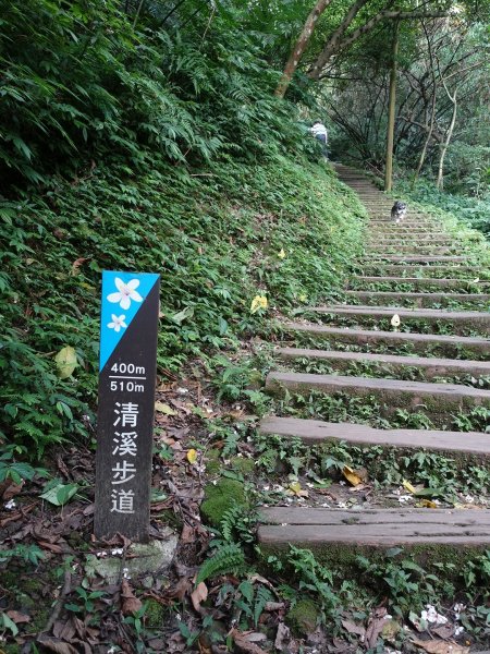 桐花公園、天上山~桐花開了！943083