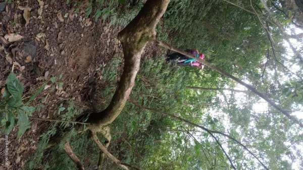 逐鹿卡保山賞一葉蘭2760879