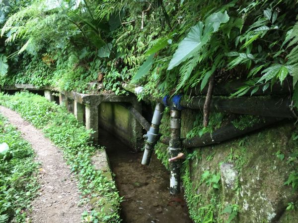 北五指山_坪頂古圳_內雙溪並荷蘭古道407142