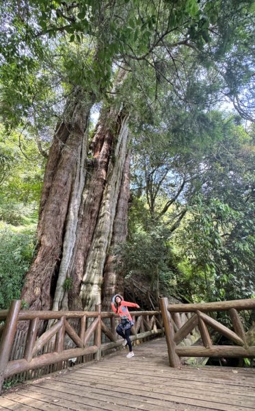 新中橫看玉山 首訪鹿林神木2837035