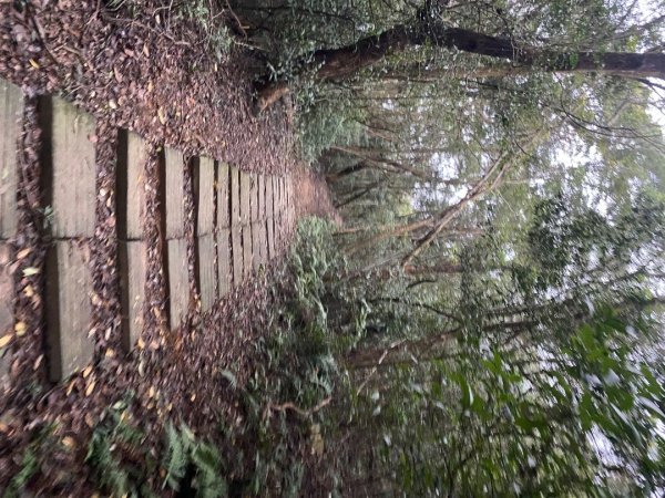 苗栗三義-三員縱走2616433