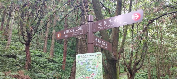 東眼山國家森林遊樂區2522644