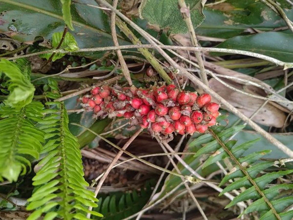 梅山鄉撿山頭2449392