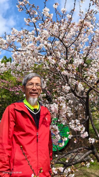 #中山樓 #陽明公園 #十八份 #吉野櫻 #墨染櫻 #青斑蝶 #青帶鳳蝶 #大紅蛺蝶 3/143014897