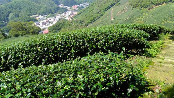 梨子腳山與太平山（小百岳）153200