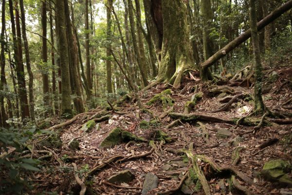 谷關七雄：新山馬崙山178357