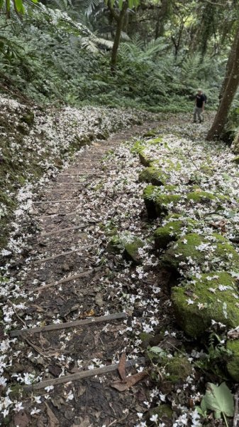 20250504大艽芎古道2837823