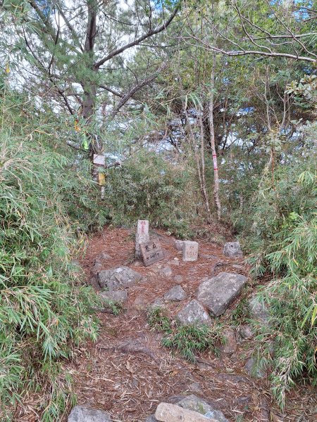 觀霧之榛山O型202411232653929