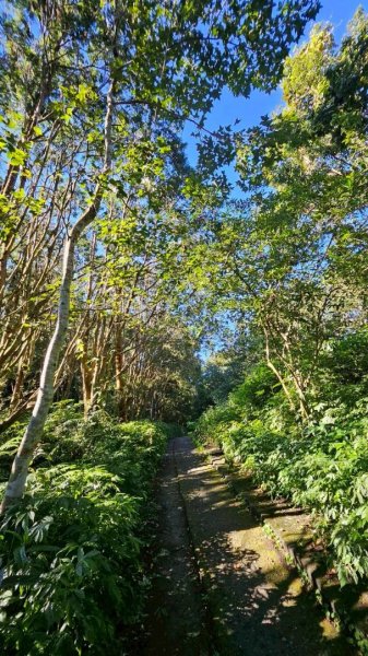 20251106北大武山步道☁️ 喜多麗雲海2931385
