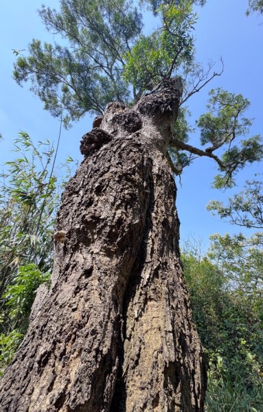 旗尾山(小百岳#)722765475