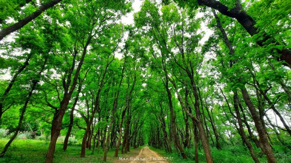《苗栗》楓香林道｜頭份老崎古道（後花園步道）202503292748863
