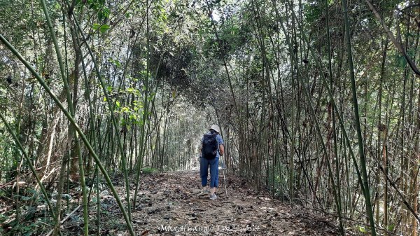 《南投》古道巡禮｜八通關古道社寮線蜈蚣崙段202511152937040