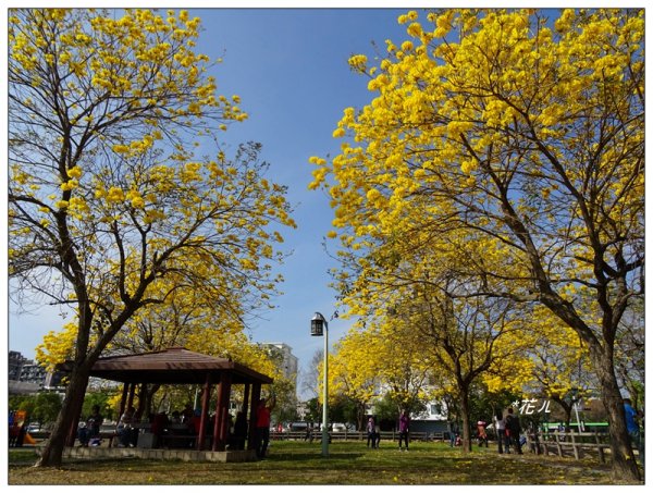 台中/廍子公園風鈴木865525