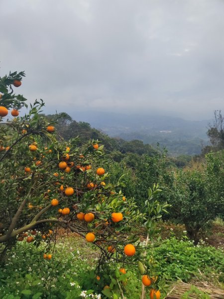 飛沙龍逆走2988871