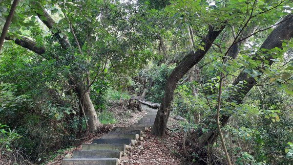 《南投》峰峰相連｜草屯九九峰森林步道O型202509062879241