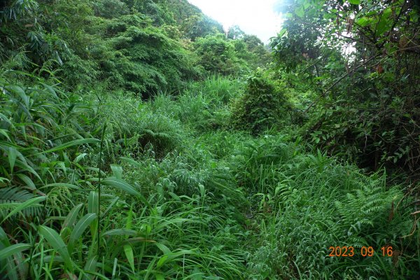 新竹 竹東 大隘山、五指山2283351